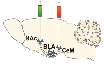The researchers pinpointed separate brain circuits for positive and negative associations in mouse brain by injecting retrograde fluorescent bead tracers (green, red) that migrated upstream through neuronal projections linking a reward center (NAc, nucleus accumbens) and a fear center (CeM, centromedial amygdala) to an emotional memory crossroads (BLA, basolateral amygdala).