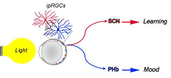 A diagram showing the distinct brain pathways for lights effects on learning and mood. One pathway shows light affecting learning through a connection from the ipRGCs to the suprachiasmatic nucleus (SCN). A second pathway shows light affecting mood through a connection from the ipRGCs of the retina to the perihabenular region (PHb).