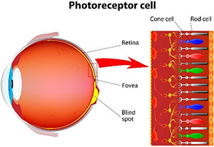 A cartoon picture of the human eye with photoreceptors of the retina (rods and cones) shown in detail.