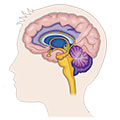 Image showing a sagittal view of a human brain with the hippocampus and amygdala marked