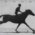 running horse replayed with Living Cells' DNA