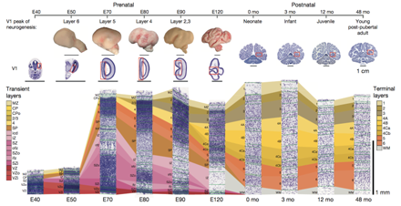 Gene activation by cortex layer