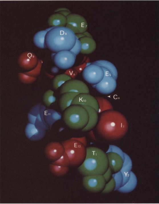 A three-dimensional view of the CD4(81-92) region of the CD4 molecule. Credit: Rausch et al., 1992, Biochemical Pharmacology. 